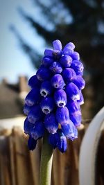 Close-up of purple flowers blooming outdoors