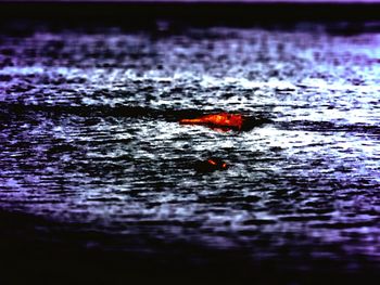 Close-up of crab in water