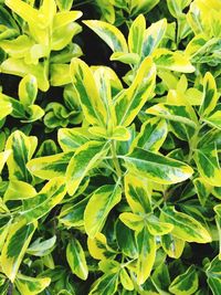 Full frame shot of green leaves