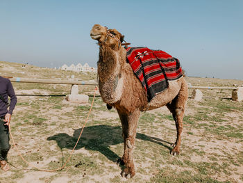 Horse standing on field against clear sky
