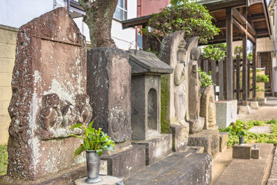 Plants growing outside historic building