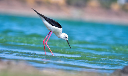 Close-up side view of a bird on land