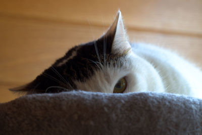 Close-up of cat resting