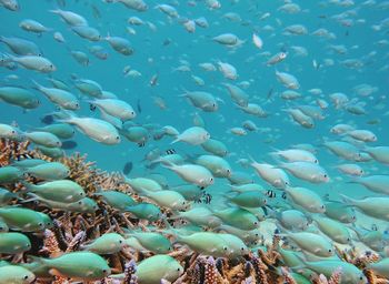 Fishes swimming in sea