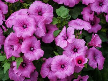 High angle view of pink flowers blooming outdoors