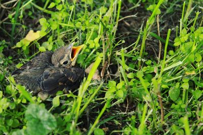 Close-up of bird on field