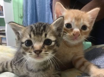 Close-up portrait of cat with kitten at home