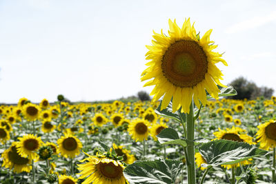 Close-up of sunflower on field against sky