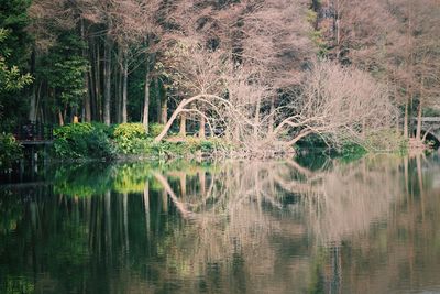 Reflection of trees in lake