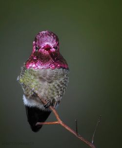 Close-up of bird perching on a plant