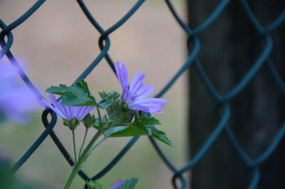 Purple flowers blooming against chainlink fence
