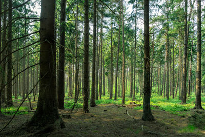 Trees growing in forest