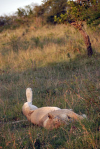 Close-up of sheep lying on grass