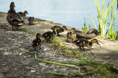 Birds in a lake