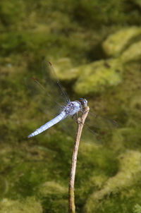 Close-up of dragonfly on plant