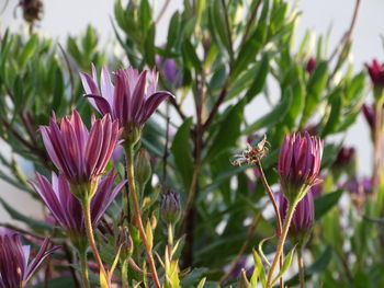 Close-up of flowers blooming outdoors