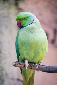 Close-up of parrot perching on branch