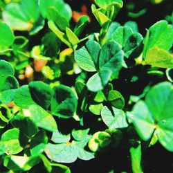 Close-up of green leaves