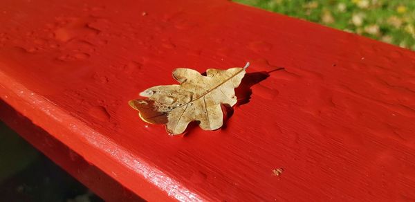 Close-up of maple leaf on red leaves