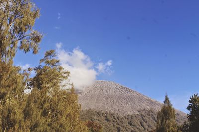 Low angle view of trees on land against blue sky