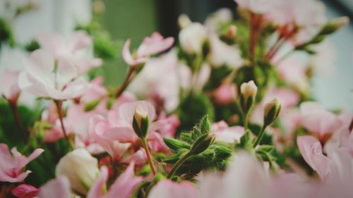 Close-up of pink flowering plants