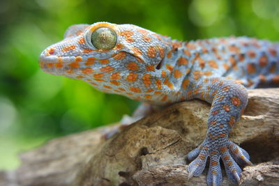 Close-up of lizard