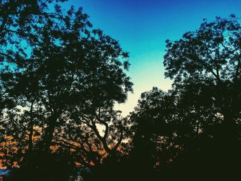 Low angle view of trees against blue sky