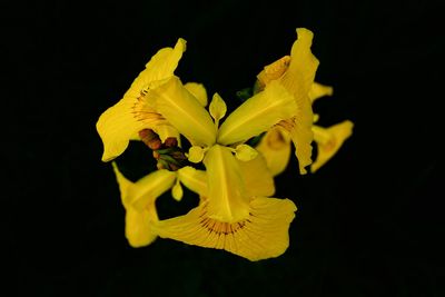 Close-up of flower over black background