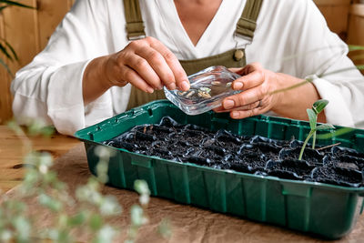 Hand's of woman sowing germinated seeds in mini greenhouse at home. home leisure growing seedlings