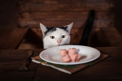 Portrait of white cat