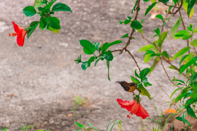 Close-up of red flowering plant