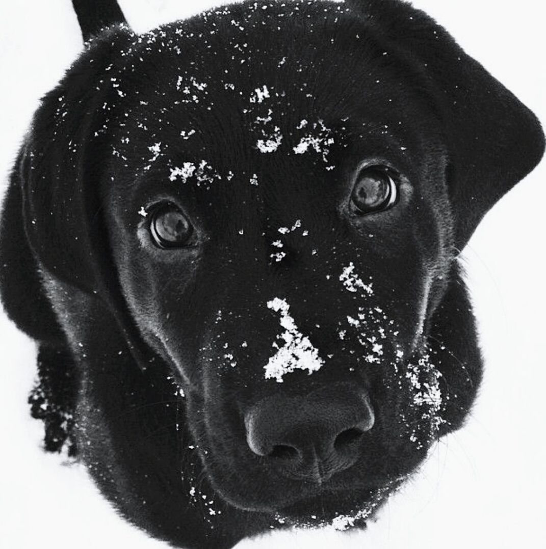 animal themes, domestic animals, one animal, mammal, animal head, portrait, close-up, looking at camera, animal body part, pets, dog, black color, studio shot, front view, black, snout, horse, no people, animal eye, focus on foreground