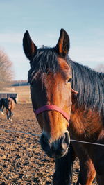 Horse in the field