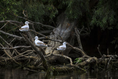 Bird perching on tree by water