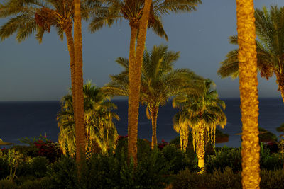 Palm trees before sunset against the background of the evening sky and sea. horizontal photo