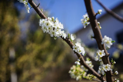 Close-up of flowers on tree