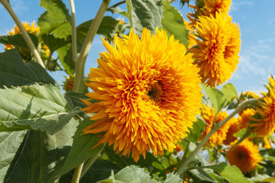 Close-up of yellow flowering plant