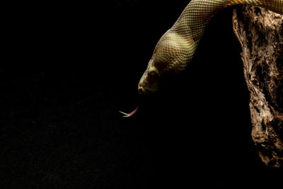 Close-up of a snake on rock against black background