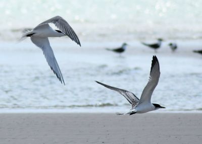 Seagulls flying over sea