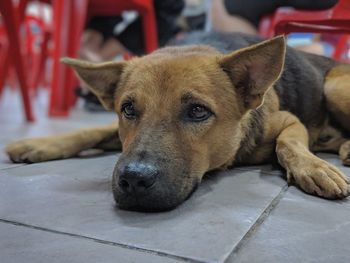 Close-up portrait of dog lying on floor