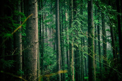 Pine trees in forest