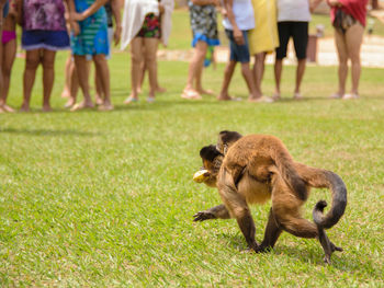 Monkey running with low section of people standing on grass