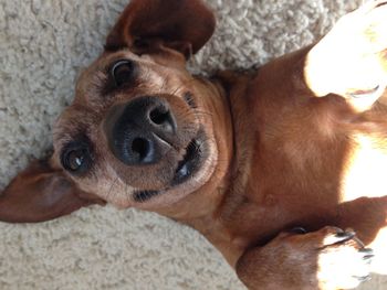 High angle portrait of dog lying on rug