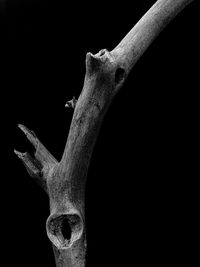 Close-up of tree trunk against black background