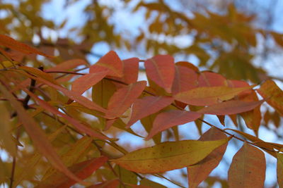 Close-up of fresh leaves on tree