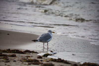 Seagull perching on a beach