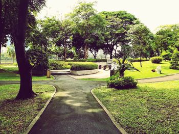 Trees in park