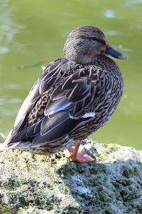 Close-up of bird perching on lakeshore