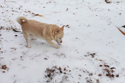 White dog navigating through snowy ground