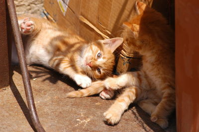 High angle view of cats resting